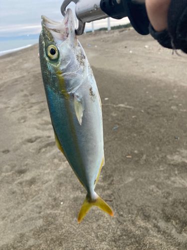 ワカシの釣果