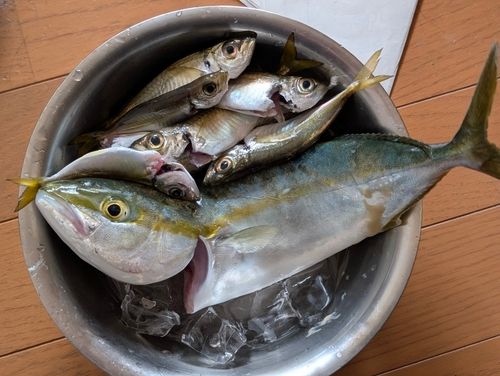 釣果