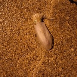 アオリイカ