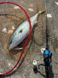ワラサの釣果