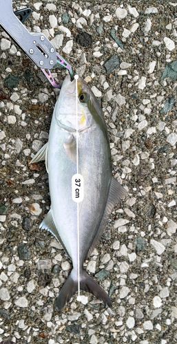 ショッコの釣果