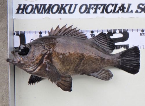 本牧海づり施設