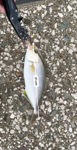 ショッコの釣果