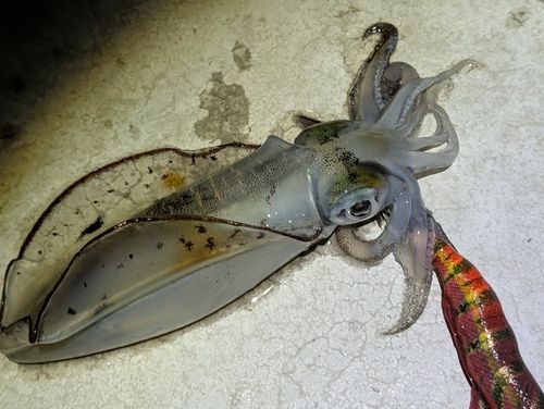 アオリイカの釣果