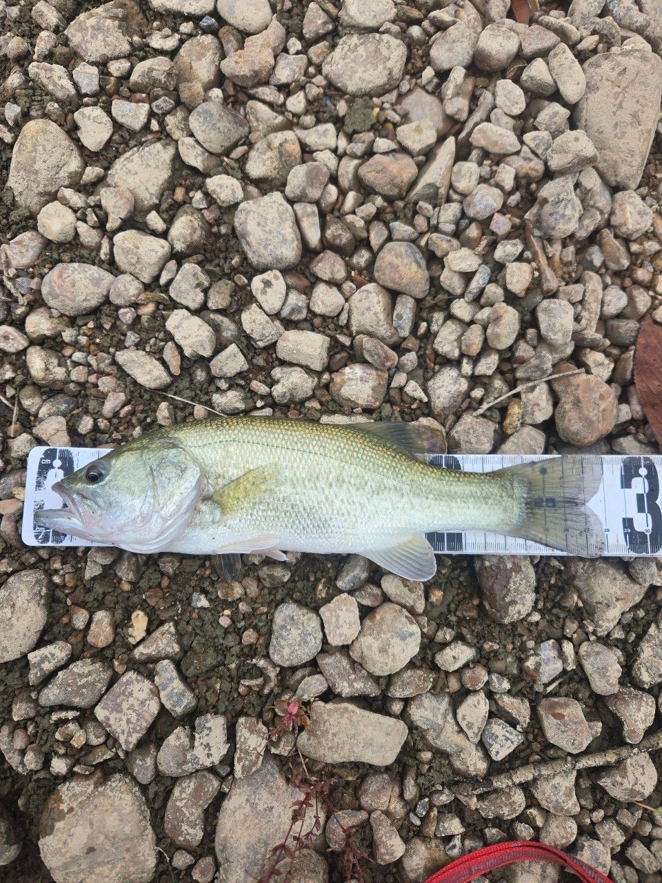 ラージマウスバス