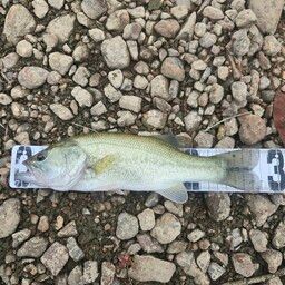 ラージマウスバス