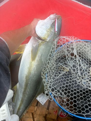 ヒラマサの釣果