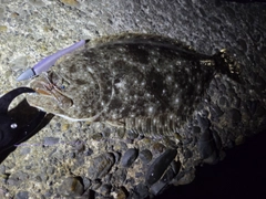 ヒラメの釣果