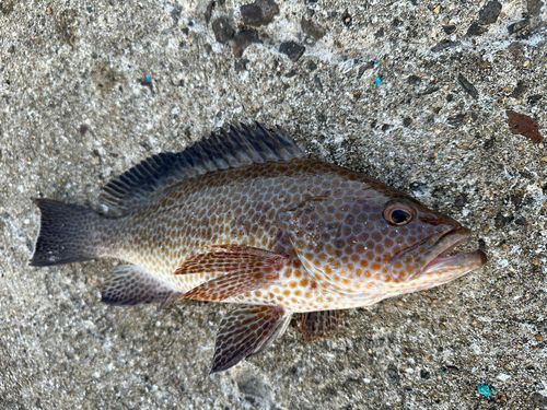 オオモンハタの釣果