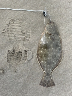 ソゲの釣果