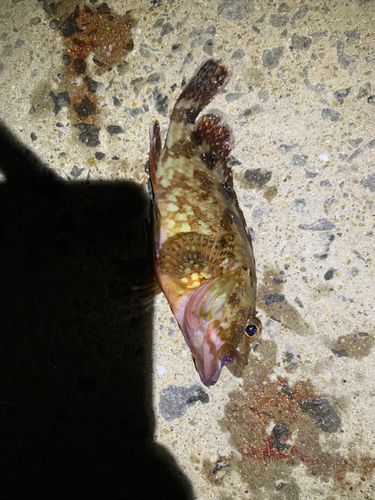 アラカブの釣果