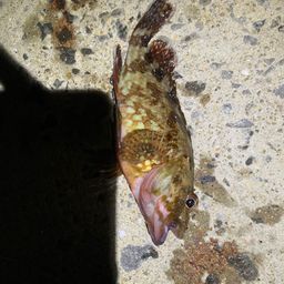 アラカブ
