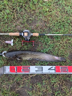 ナマズの釣果