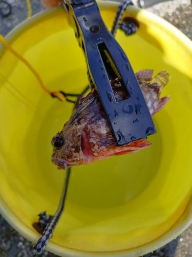 カサゴの釣果