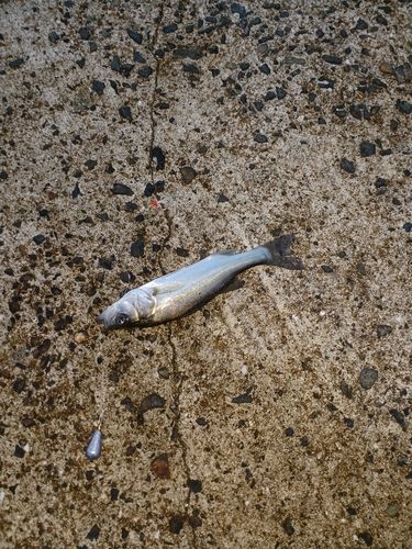 セイゴ（タイリクスズキ）の釣果