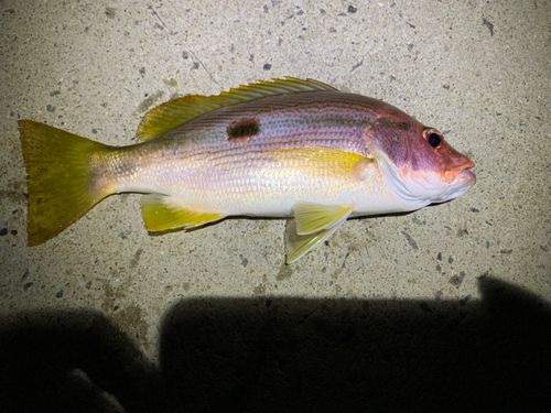 釣果