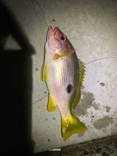 釣果