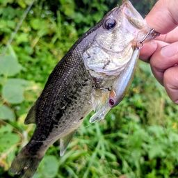 ラージマウスバス