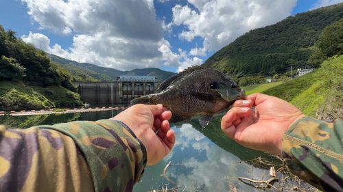 ブルーギルの釣果