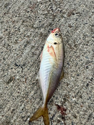 小名浜港市場前