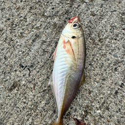 アジ
