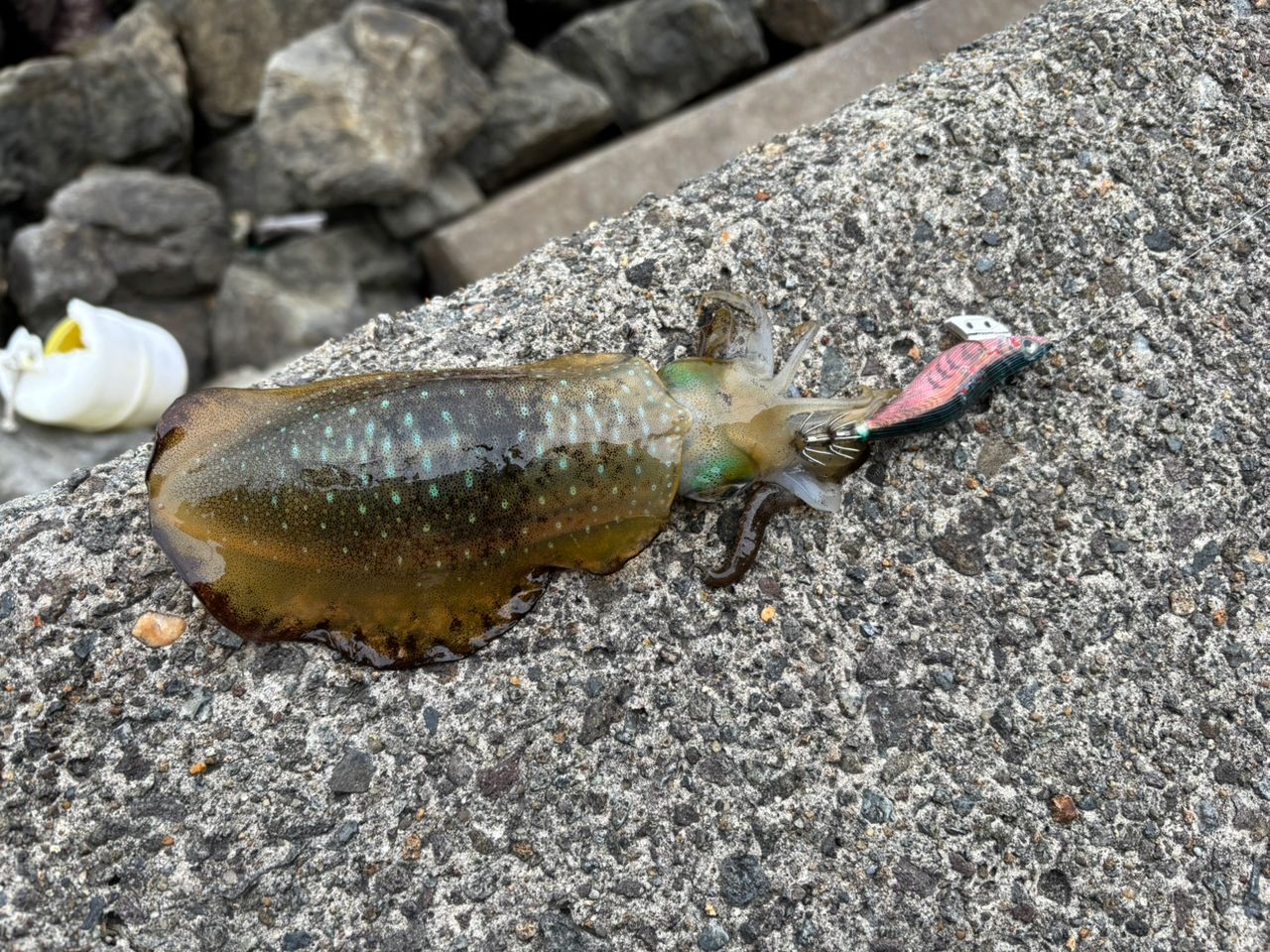 アオリイカ