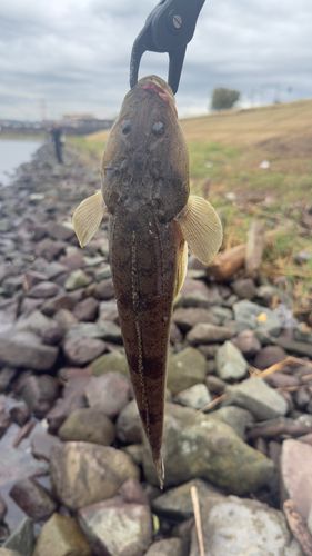 コチの釣果
