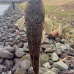 コチ