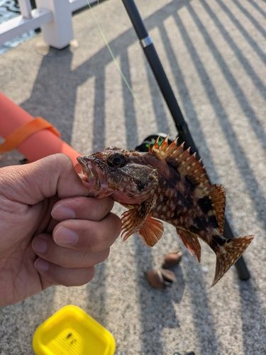 サンバソウの釣果