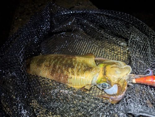 アオリイカの釣果