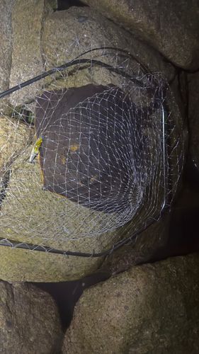 エイの釣果