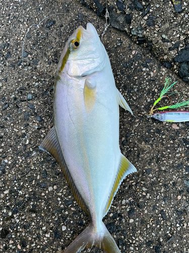 ショゴの釣果