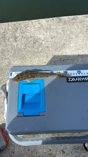 ハゼの釣果