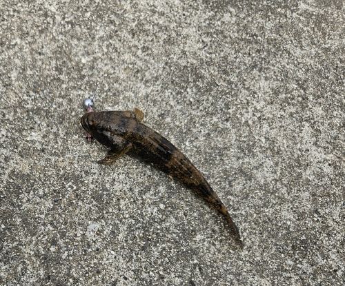 コチの釣果