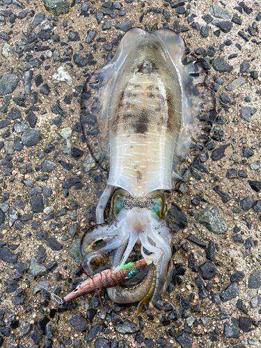 アオリイカの釣果