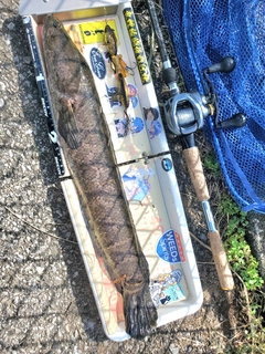 ライギョの釣果