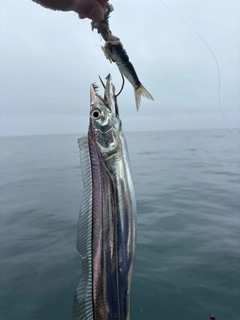 タチウオの釣果