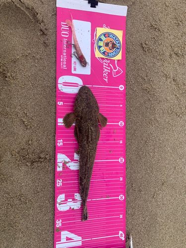マゴチの釣果