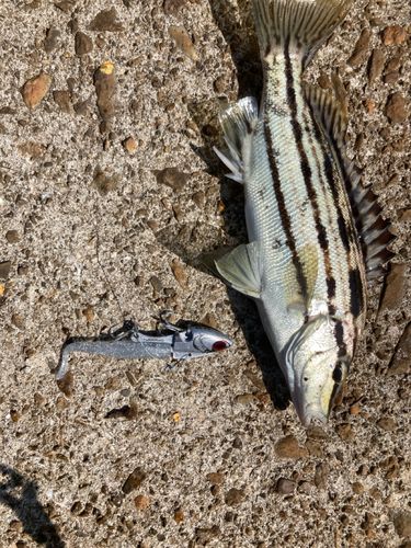 シマイサキの釣果