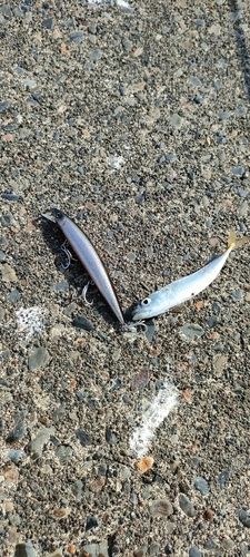 サバの釣果