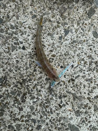 メッキの釣果