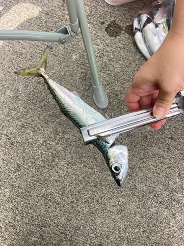 サバの釣果