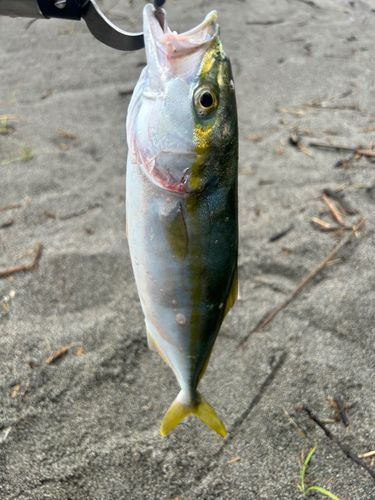 ワカシの釣果