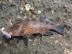 オオモンハタの釣果