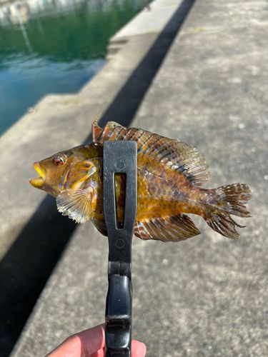 ベラの釣果