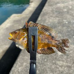 ベラ
