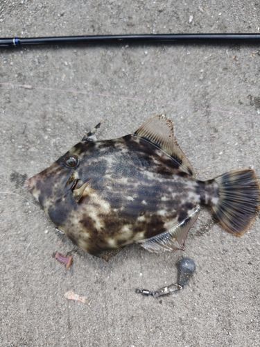 カワハギの釣果