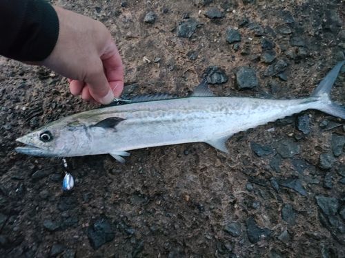 釣果