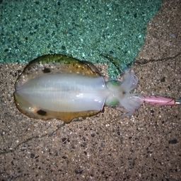 アオリイカ