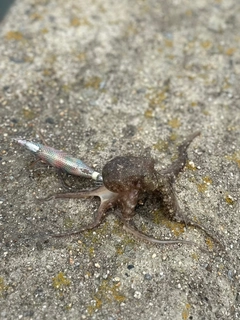 タコの釣果